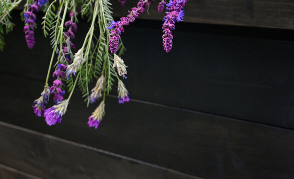 Purple wildflowers bouquet hanging on dark wooden background with copy space
Wild purple vetch flowers hanging against a rustic dark wooden wall with copy space. Elegant floral composition with purple