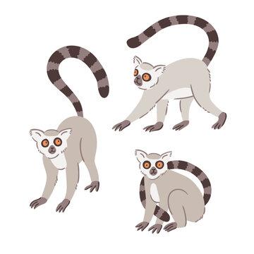 Cute lemur collection in different poses isolated on white background. Hand drawn animal vector illustration. Funny decorative prints for kids clothes or nursery posters