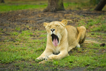 African lioness resting peacefully on green grass in an outdoor zoo enclosure © doda