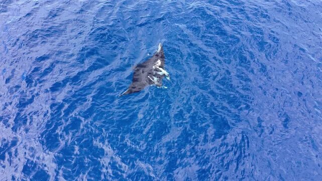 Drone video of a wild Mobula birostris swimming near the surface of the deep blue ocean water in Baja California Sur, Mexico.