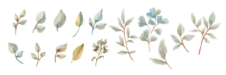 Big Set watercolor elements - blue eucalyptus, olive leaves, branches. Collection garden and wild, forest herb, foliage on paper texture. Botanic illustration © NATALIA