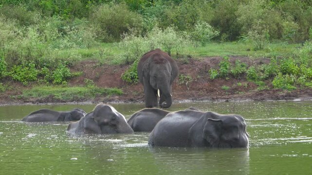 Asian Elephant herd wallowing in a river, tusker on the bank