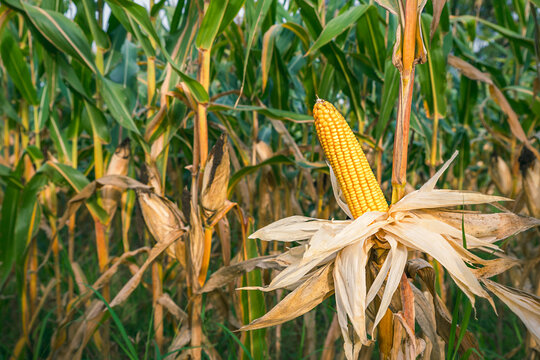 Corn fruit dries on the tree. Corn cobs yellow still on the plants in a farm field.