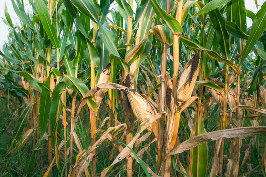 Dried corn cobs still on the plants in a farm field, before harvest, food production.