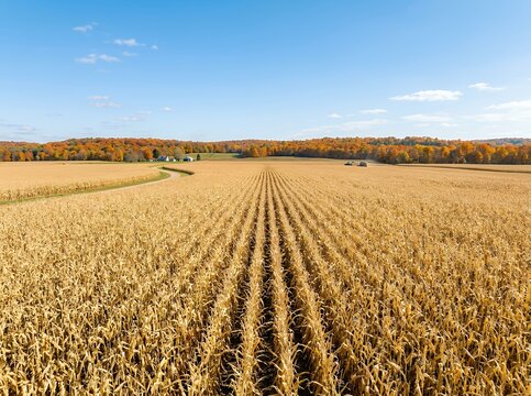 Vast golden cornfield stretching towards autumn trees under a clear blue sky.