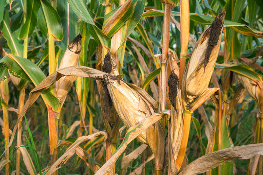Dried corn cobs still on the plants in a farm field, before harvest, food production.