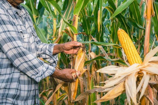 Elderly male farmer inspecting dried corn in the field before harvest