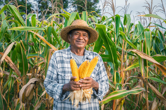Smiling, elderly male farmer holding dry corn in the field
