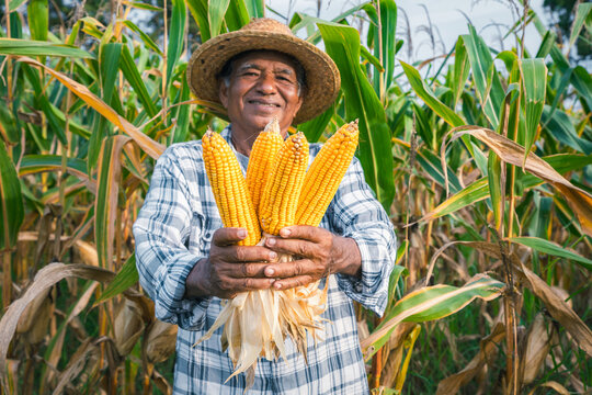 Close up, smiling, elderly male farmer holding dry corn in the field