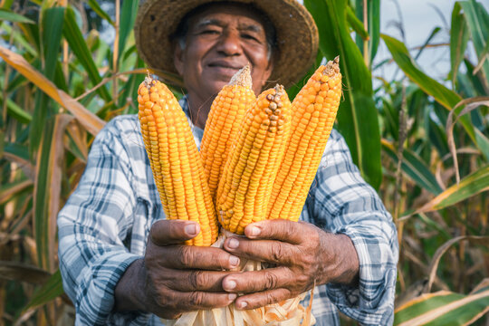 Close up, smiling, elderly male farmer smiling while holding dried corn in the field during harvest season