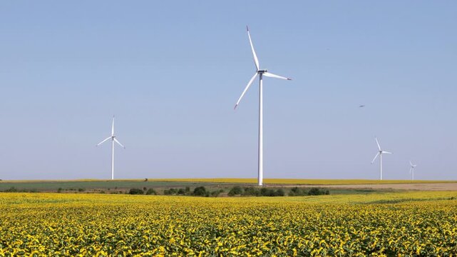 Wind turbines spinning over sunflower fields in rural landscape