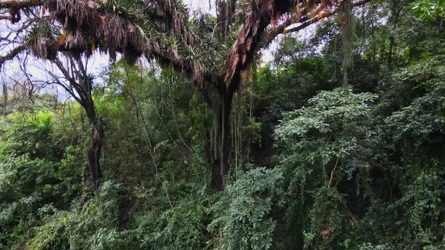 Large tree draped in epiphytes rises above dense Yungas forest as the drone slowly pushes in over humid subtropical Andes foothill habitat in northwest Argentina.