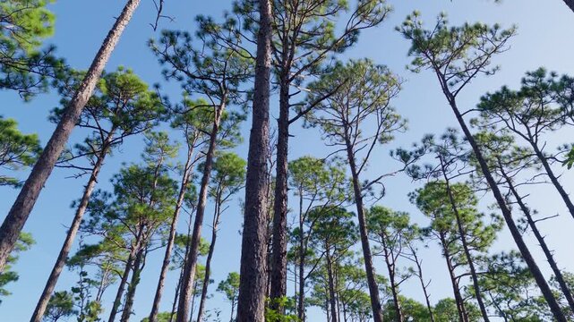 Low-angle view looking up through tall pine tree trunks toward a clear blue sky and green canopy.