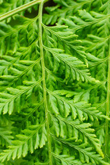Close up of green fern leaves © Sofia Alves