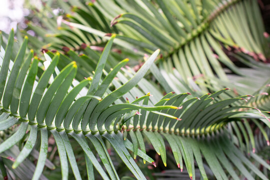 Close-up of green leaves of a cycad plant
