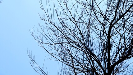 Fototapeta premium Intricate silhouette of bare tree branches and twigs against a pale blue sky.