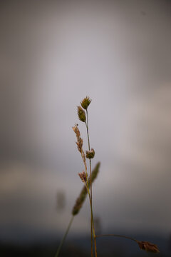 Wild meadow grasses and seed heads standing against a soft cloudy evening sky.
