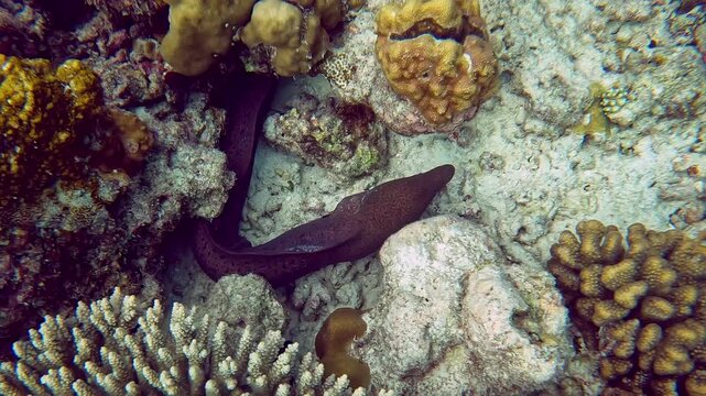 Closeup footage of a moraine fish hiding between the corals near Ellaidhoo island, Maldives