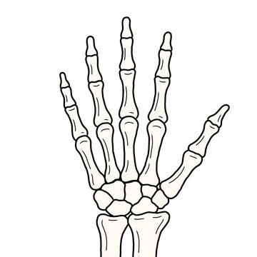 Human Hand Skeleton Hand Drawn Anatomy Illustration