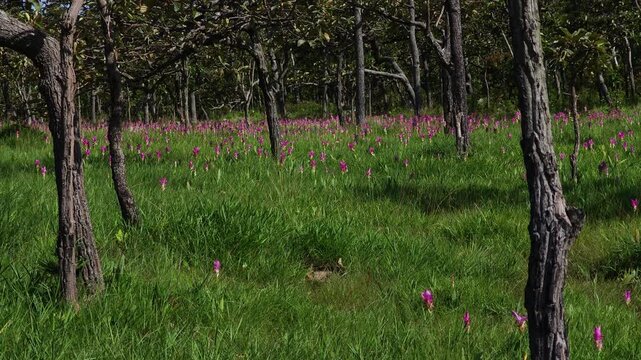 A purple Siam tulip blooming naturally in a forest landscape, surrounded by green vegetation and wild plants.