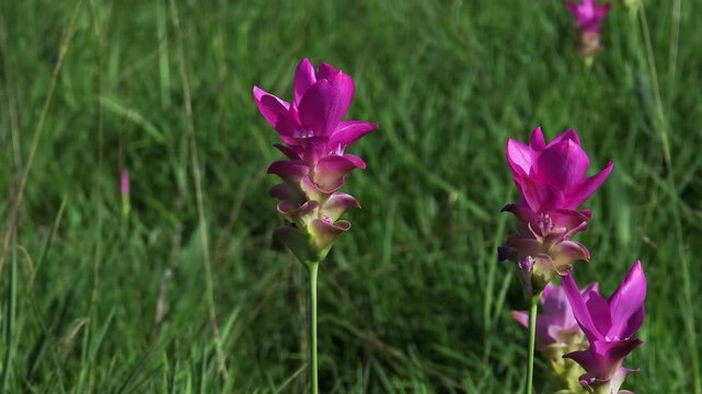 A purple Siam tulip blooming naturally in a forest landscape, surrounded by green vegetation and wild plants.