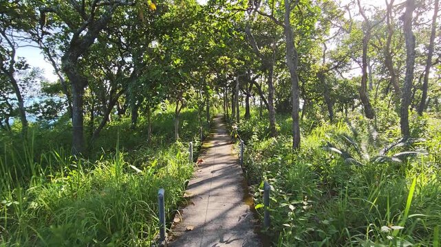 A peaceful nature trail surrounded by lush green vegetation under bright sunlight on a clear day.