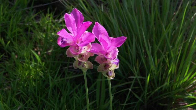 A purple Siam tulip blooming naturally in a forest landscape, surrounded by green vegetation and wild plants.