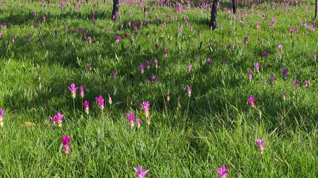 A purple Siam tulip blooming naturally in a forest landscape, surrounded by green vegetation and wild plants.