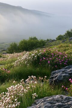 Meadow with campion flowers in early morning light