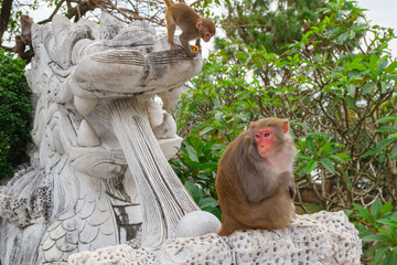 Adult and baby monkey near stone dragon statue at Linh Ung Temple in Da Nang Vietnam © oleksandr.info