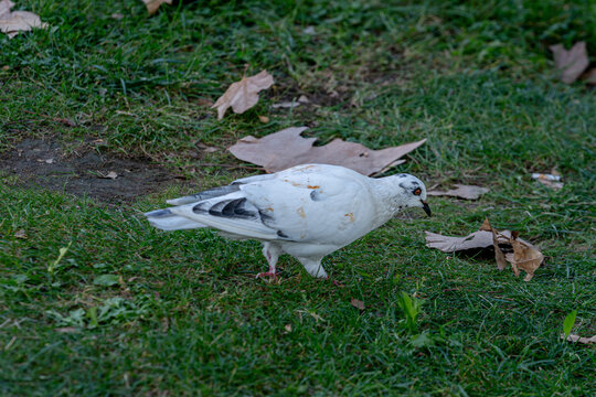 Close Up of White Spotted City Pigeon on Green Park Lawn
