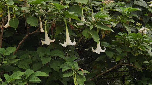 White Angel Trumpet Flower Growing on Tree