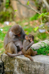 Adult monkey grooming baby monkey on a concrete wall at Linh Ung Temple, Da Nang, Vietnam © oleksandr.info