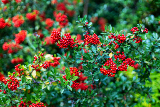 Red Firethorn Berries on Evergreen Shrub. Bright red firethorn berries grow in dense clusters among glossy green leaves on an evergreen shrub.