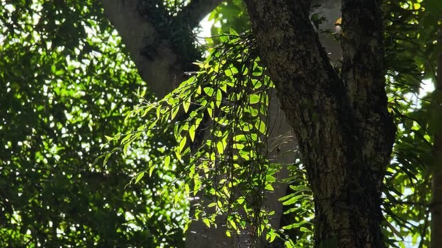 A beautiful orchid growing naturally on the trunk of a tall tree, surrounded by lush green foliage in a forest environment.