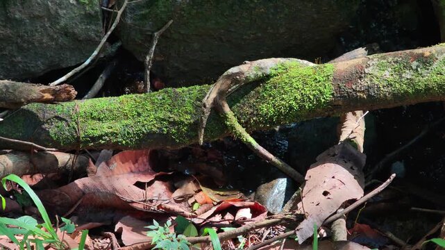  Vibrant green moss growing on a fallen dry branch by the riverbank.