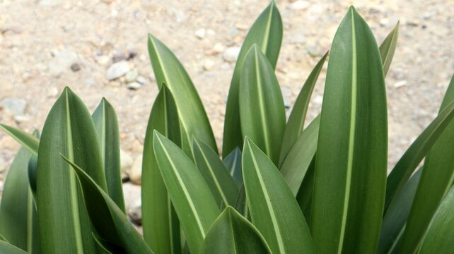 Close-up of lush green lanceolate leaves with prominent pale central midribs growing in an ornamental garden.