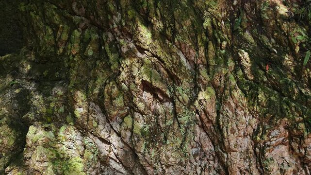 Close-up of vibrant green moss and lichen growing on a large natural rock.
