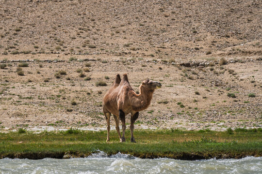 Bactrian camel in nature on Afghan side of Pamir river in high-altitude desert between Langar and Khargush, Ishkashim, Gorno-Badakhshan, Tajikistan