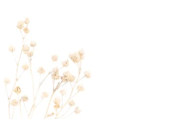 Minimalist premium eco botanical photo of branchy dried seed pods stems on isolated white background with right copy space © Tanaly