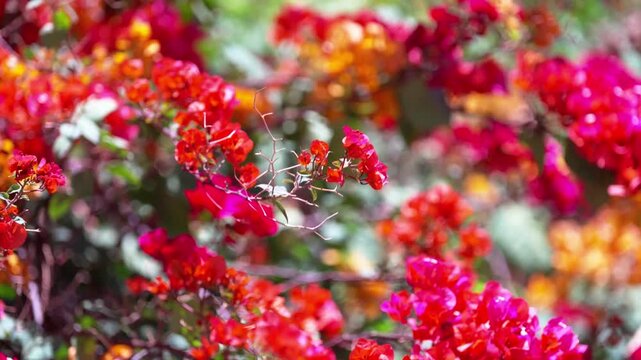 日差しに輝く赤とピンクのブーゲンビリアの花、風に揺れる南国の庭（Vivid Bougainvillea Flowers Swaying in Sunlight）