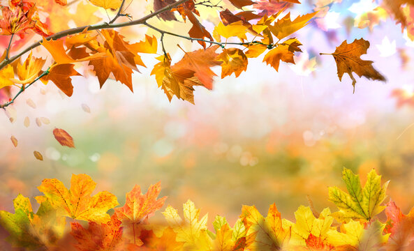 Fall scene in yellow color shades. Autumn background with shadow of maple tree leaves