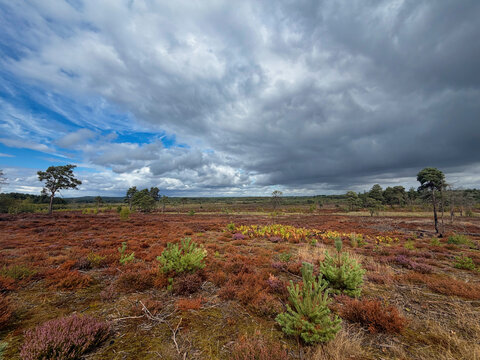Pink and purple heather in the marshes and heathlands of England on a bright autumn day, healthy fall flower, hiking area and experience, outdoor pursuit and beauty of nature.