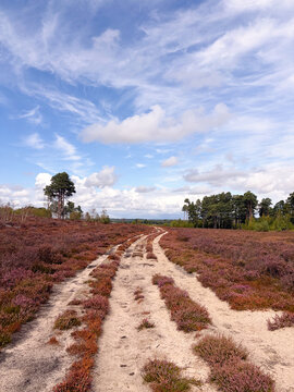Pink and purple heather in the marshes and heathlands of England on a bright autumn day, healthy fall flower, hiking area and experience, outdoor pursuit and beauty of nature.
