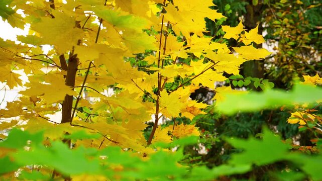 Golden maple leaves glow warmly in autumn sunlight. Green foliage frames the scene naturally. Calm, serene beauty of fall forest. Perfect for nature, travel, or seasonal projects