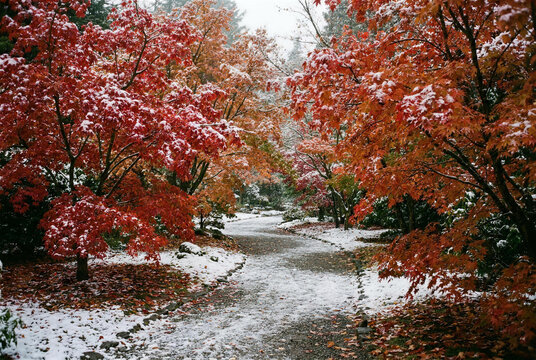 First snow on red and orange maple trees along a quiet garden path