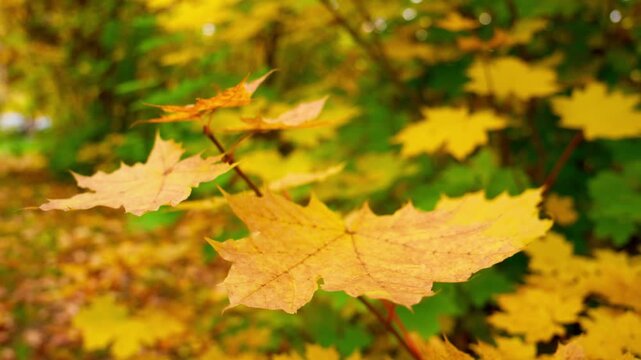 Close-up of vibrant maple leaves in autumn forest. Colors shift from gold to green in soft focus background. Leaves show natural texture and slight imperfections. Perfect for seasonal branding