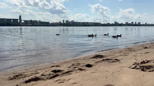 Urban landscape with ducks swimming on a river, city skyline behind, calm water, gentle ripples, daytime, candid authentic life moment where nature meets the city, tranquil scene.