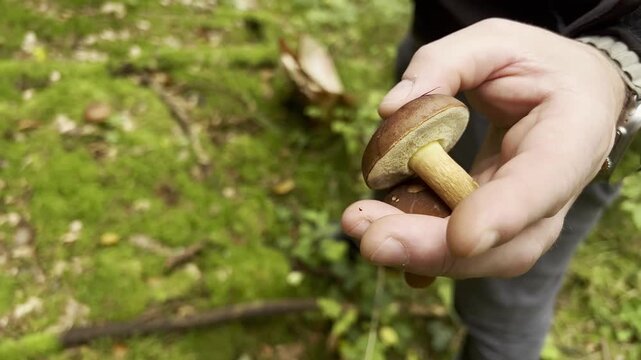 A male hand holding a small edible brown Boletus mushrooms, a moss ground in a forest 