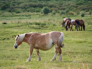 Obraz premium horses grazing in a meadow